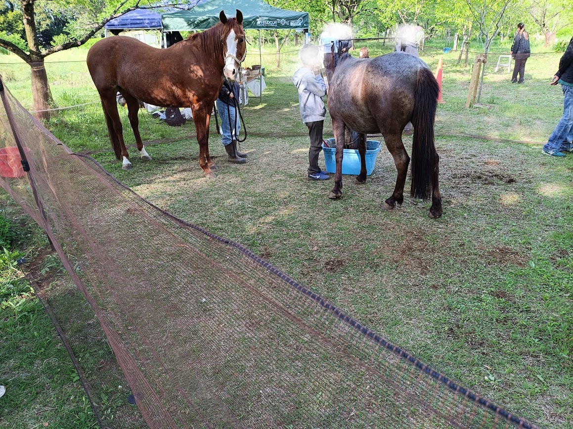 乗馬体験コーナーの馬