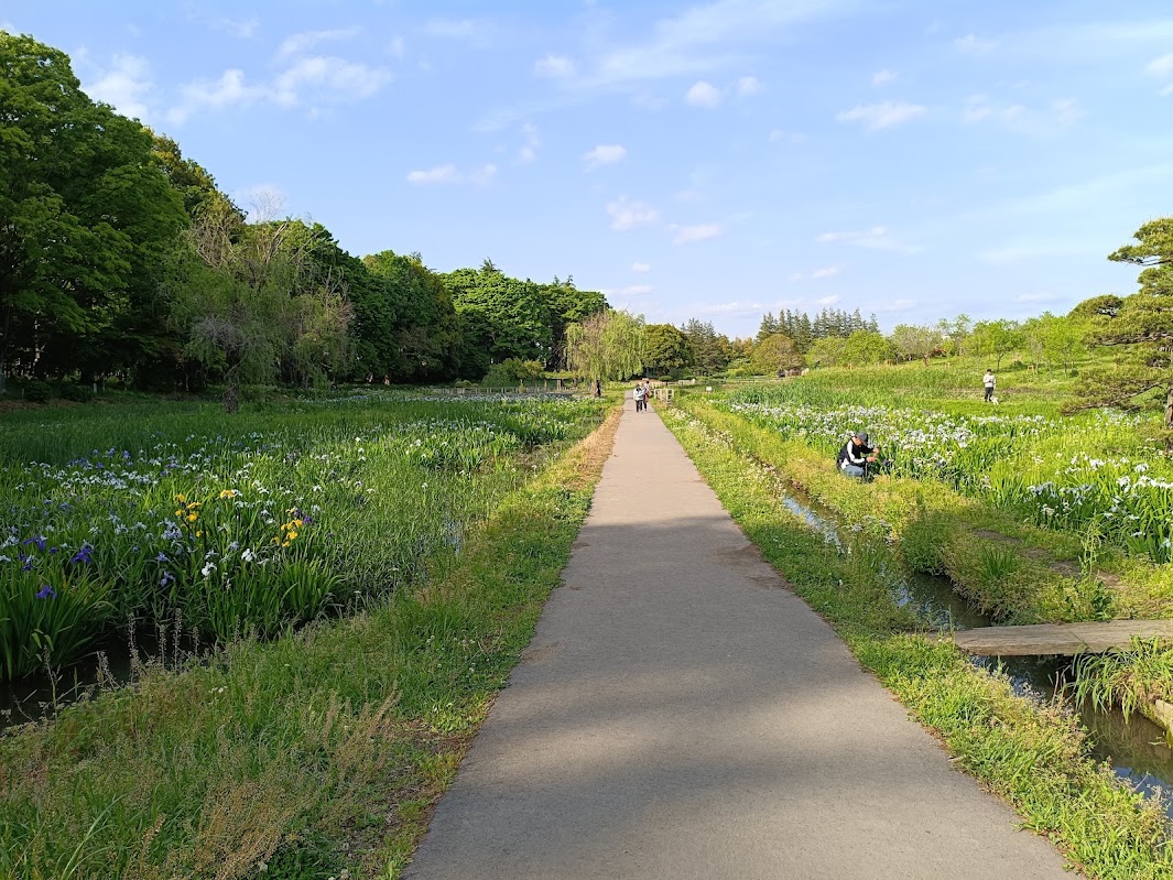 花菖蒲園の遊歩道