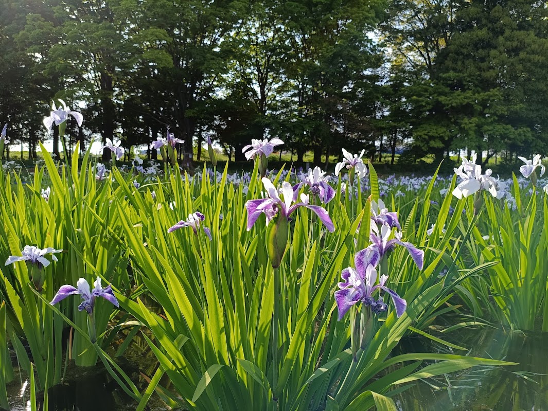 紫と白の花菖蒲