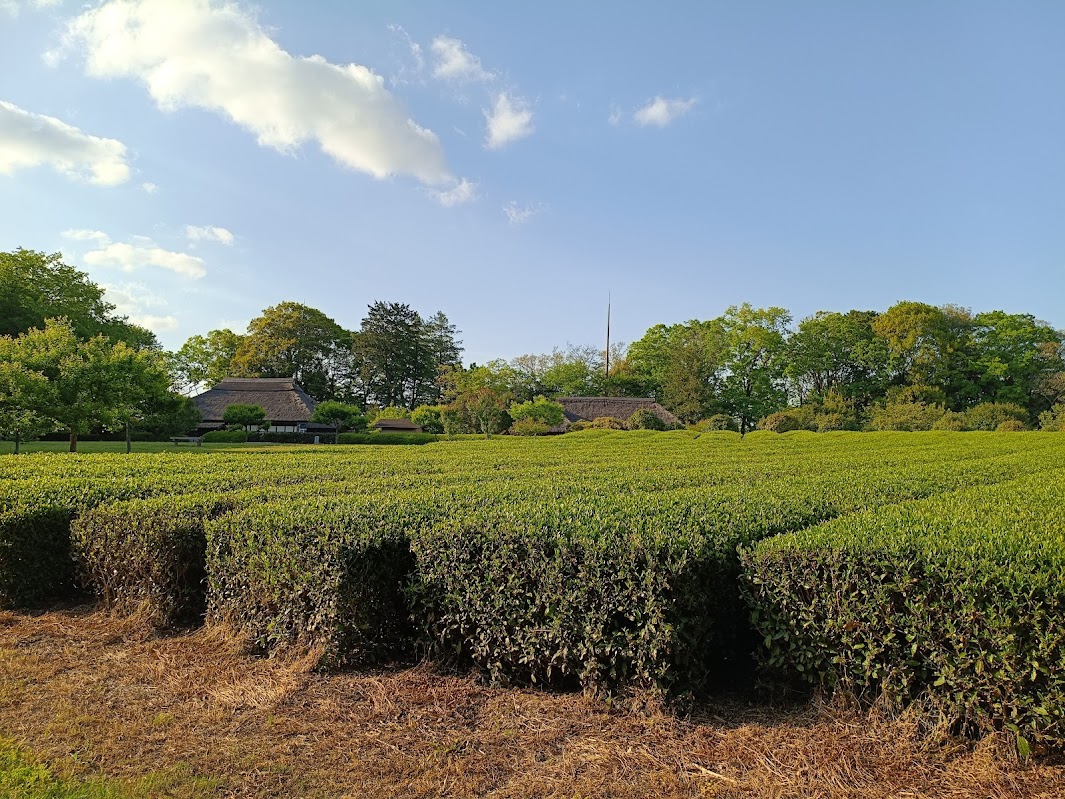 茶畑と旧中山家住宅の遠景