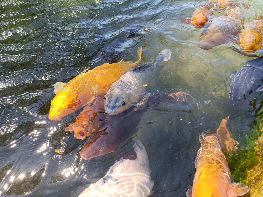 鯉